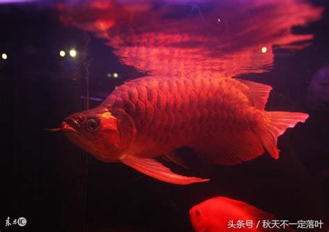 哪種魚最好養|【那種魚最好養】哪「養」魚最輕鬆？12 種養不死的觀賞魚，新。